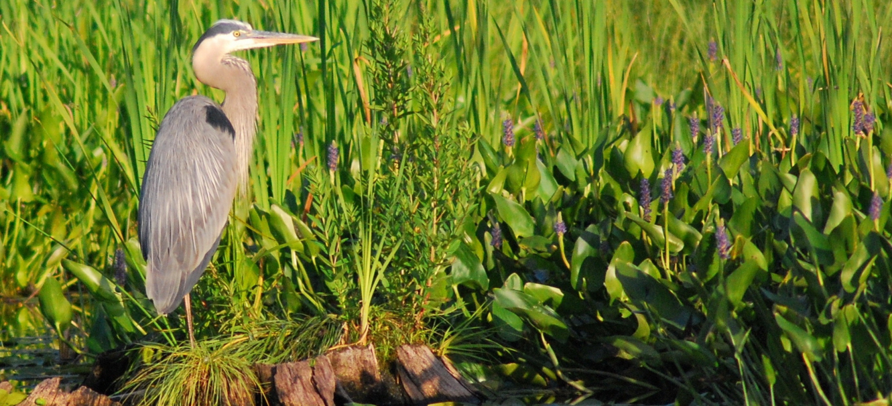 Great Blue Heron along the lake shore