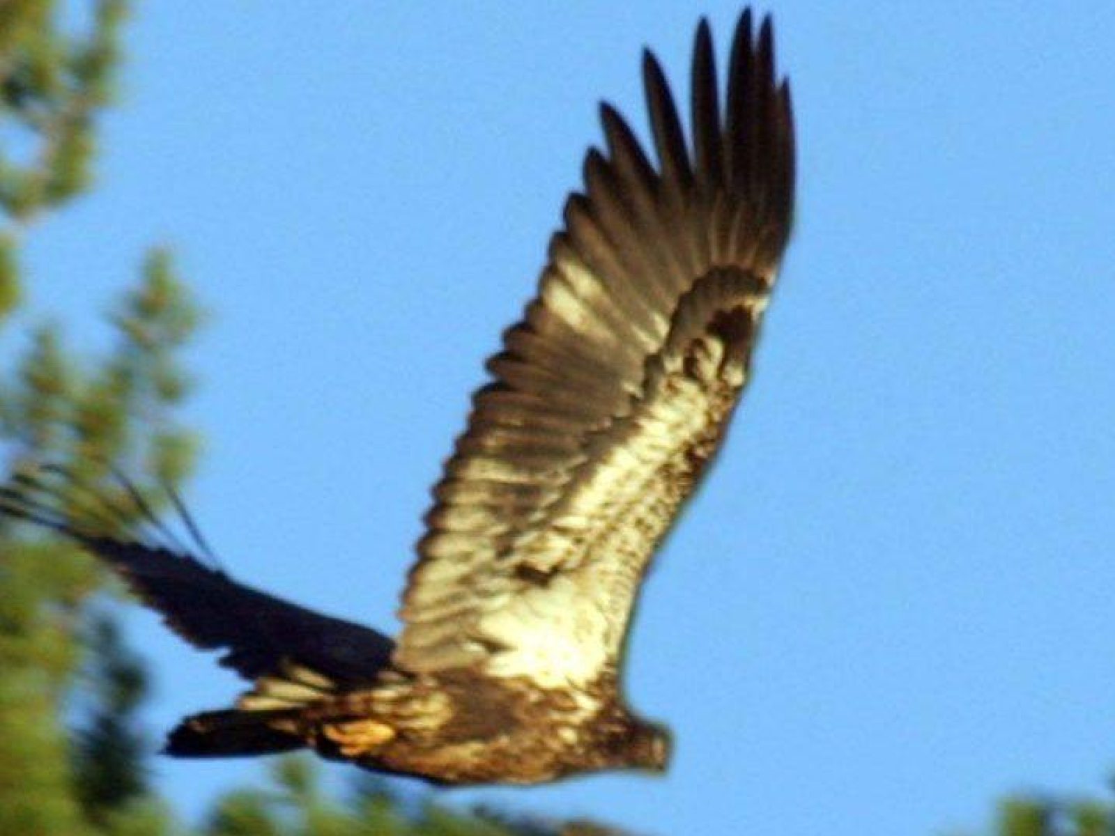 Imature bald eagle taking flight
