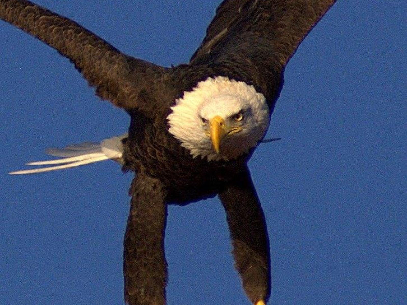 Eagle MPC