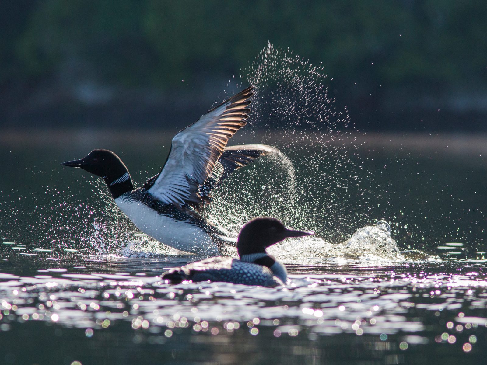 Loons splashing and flapping