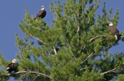 Bald eagles gathered in a tree over Minocqua Lake