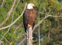 Bald eagle waiting for a fish to catch.