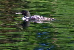 Common Loon