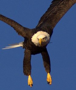 Eagle MPC