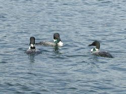 A trio of common loons
